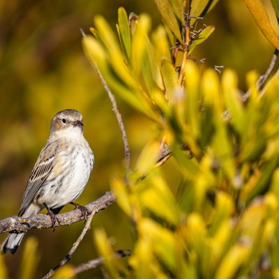 Person breathing calmly with eyes closed in a serene environment.